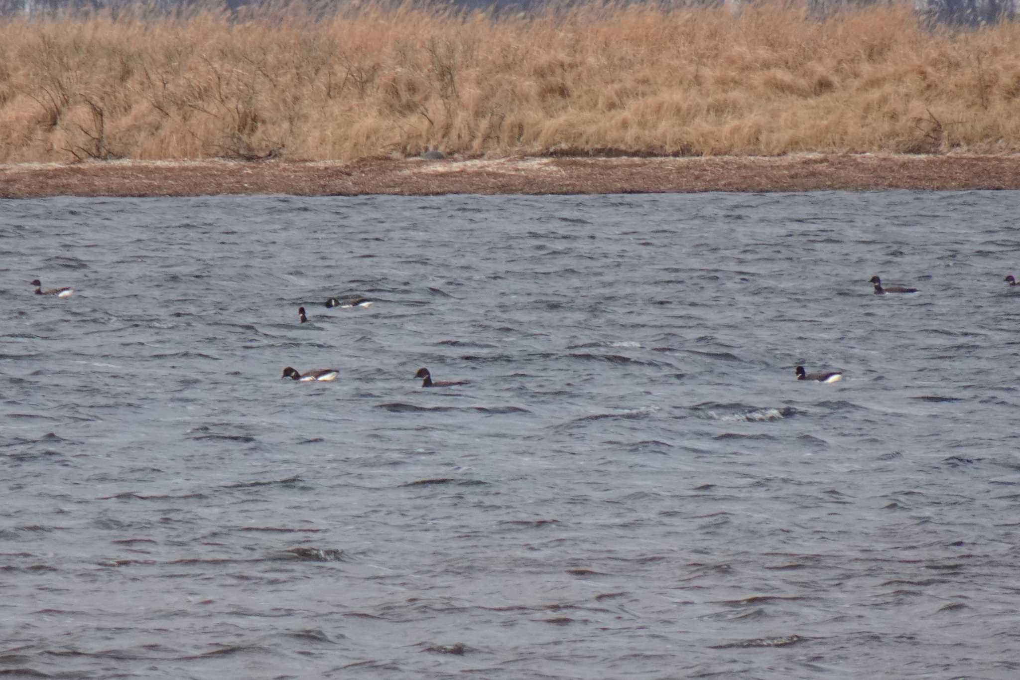 Photo of Brant Goose at 道東 by マル