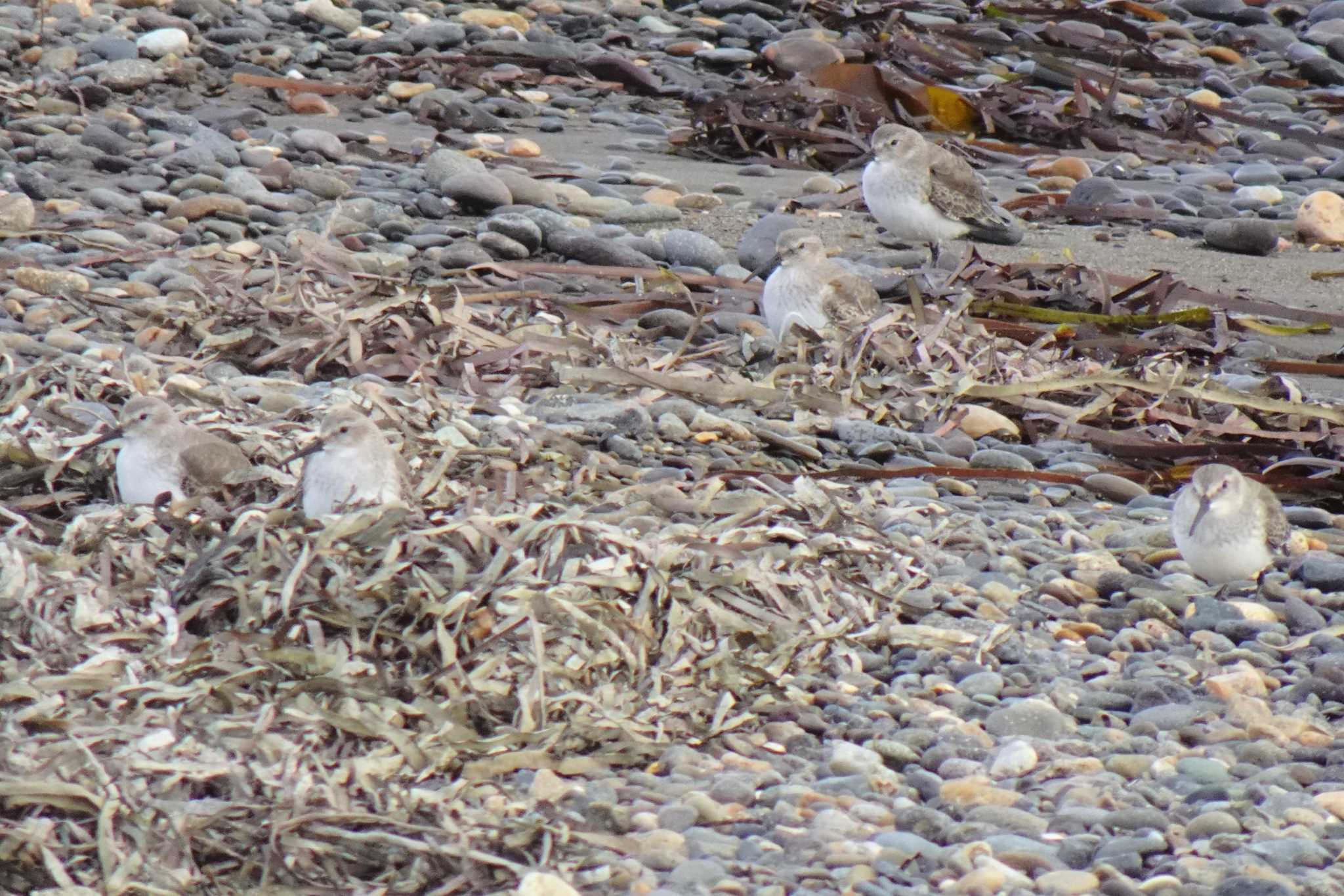 Photo of Dunlin at 道東 by マル