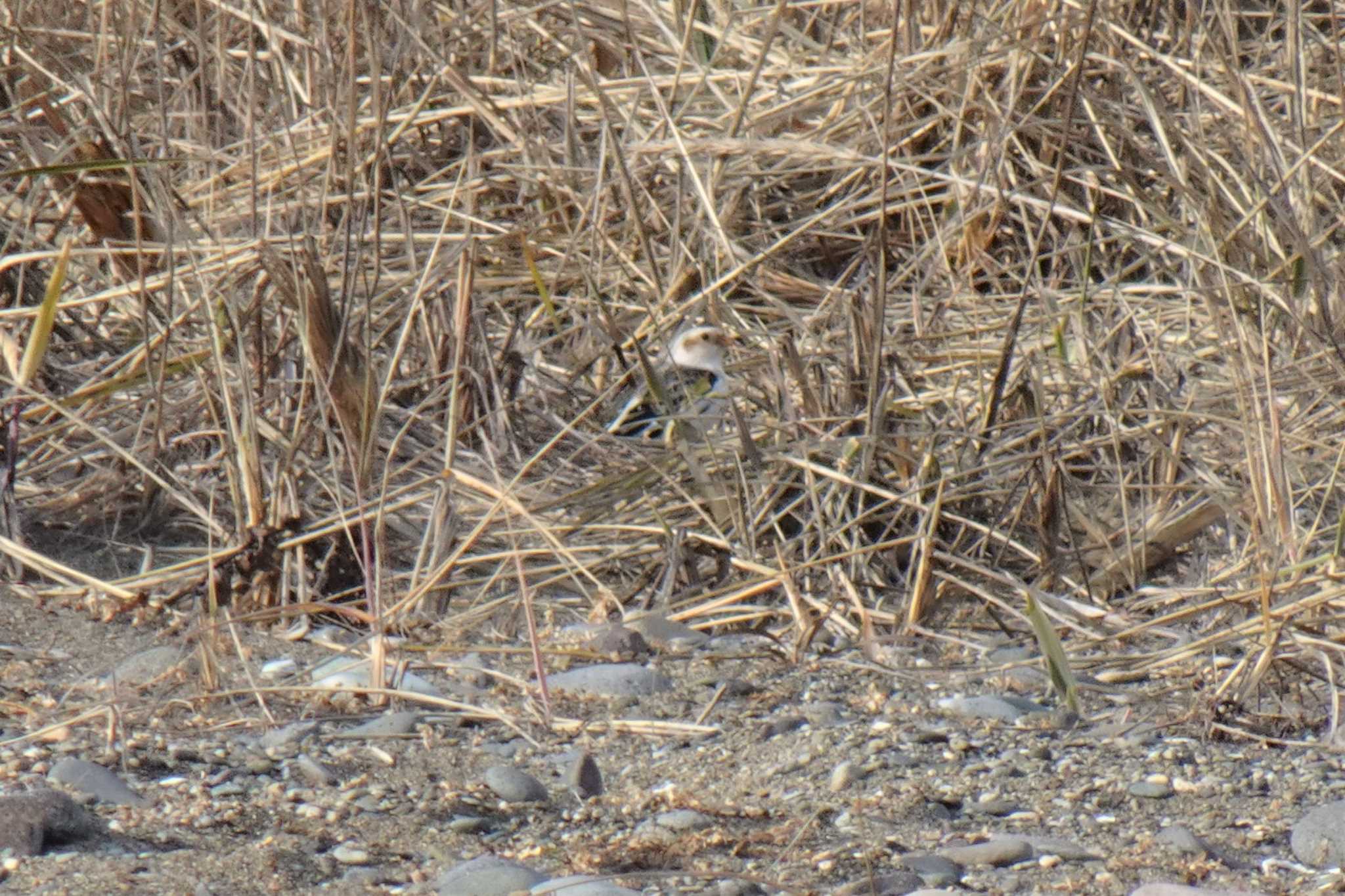 Photo of Snow Bunting at 道東 by マル