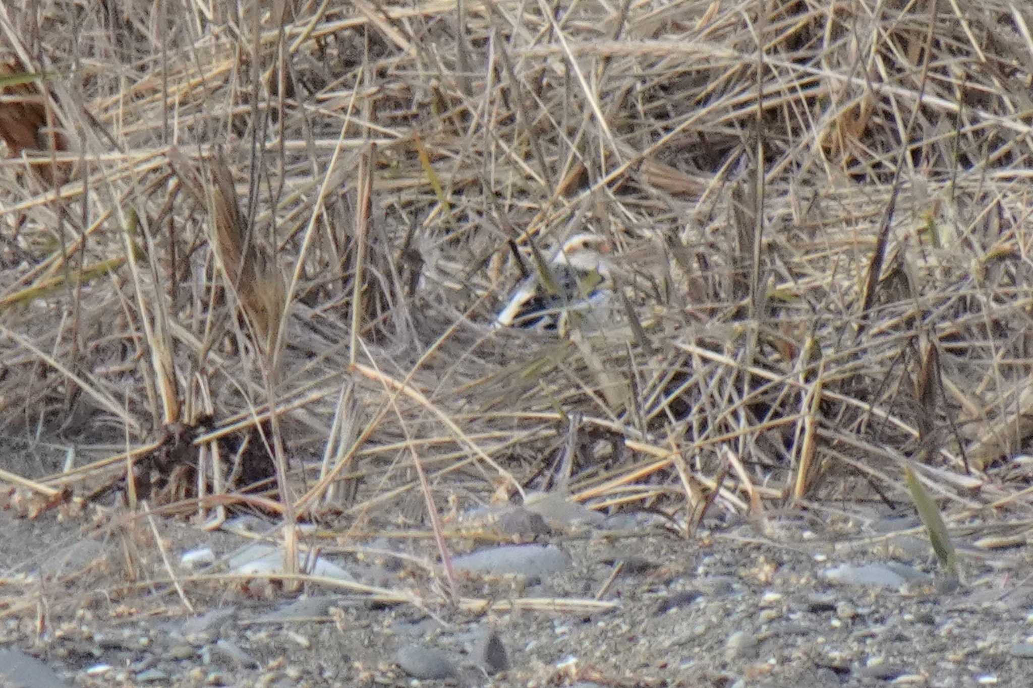 Snow Bunting