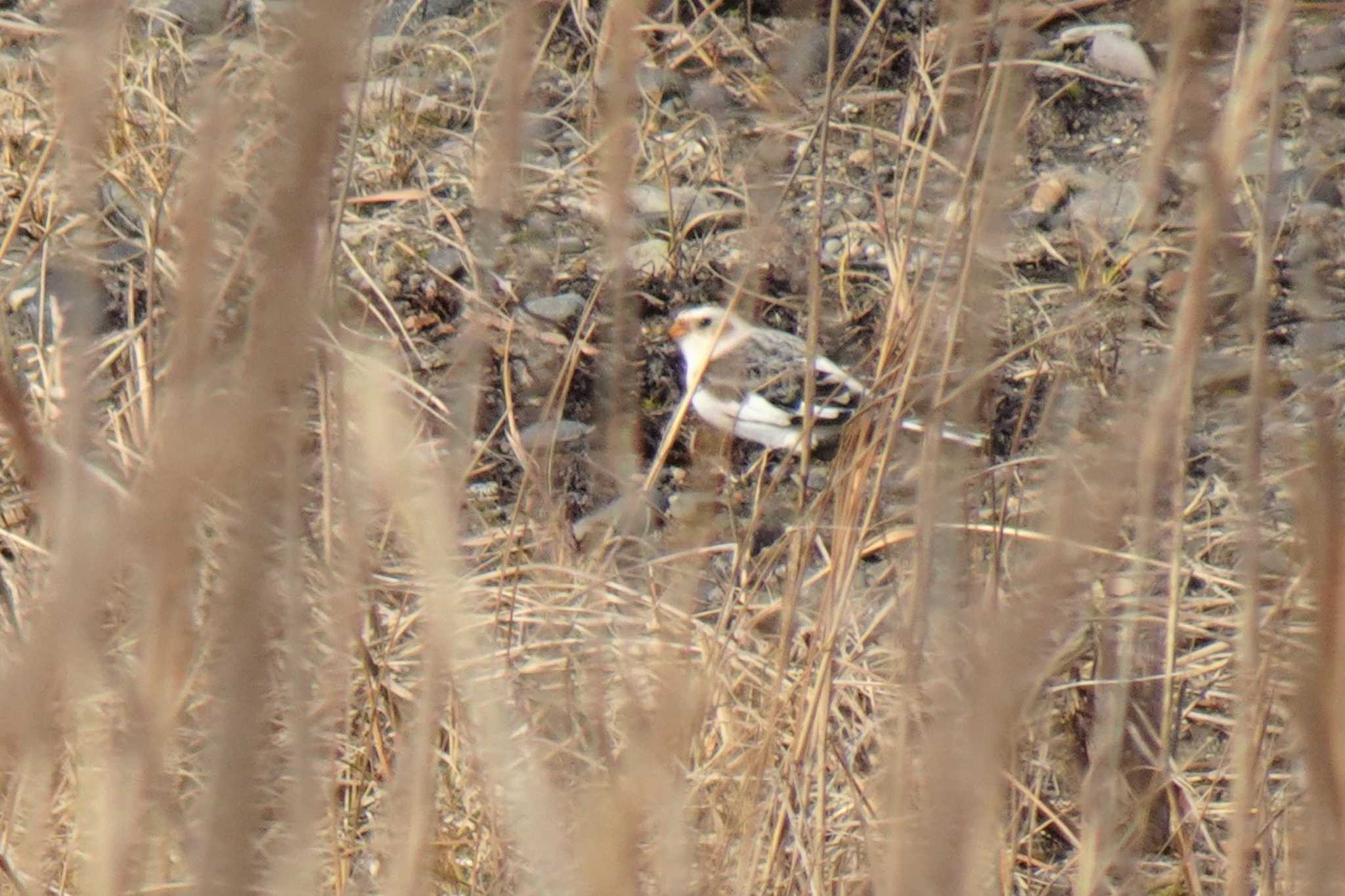 Photo of Snow Bunting at 道東 by マル