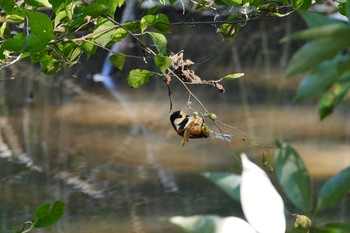 ヤマガラ 北本自然観察公園 2016年10月27日(木)