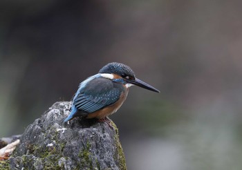 Common Kingfisher 和歌山城公園 Tue, 12/8/2020