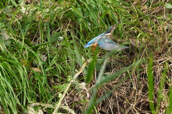 Common Kingfisher Asaba Biotope Fri, 10/21/2016