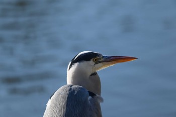 アオサギ 三渓園 2020年12月8日(火)