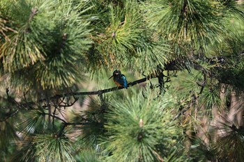 カワセミ 三渓園 2020年12月8日(火)