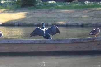 カワウ 三渓園 2020年12月8日(火)