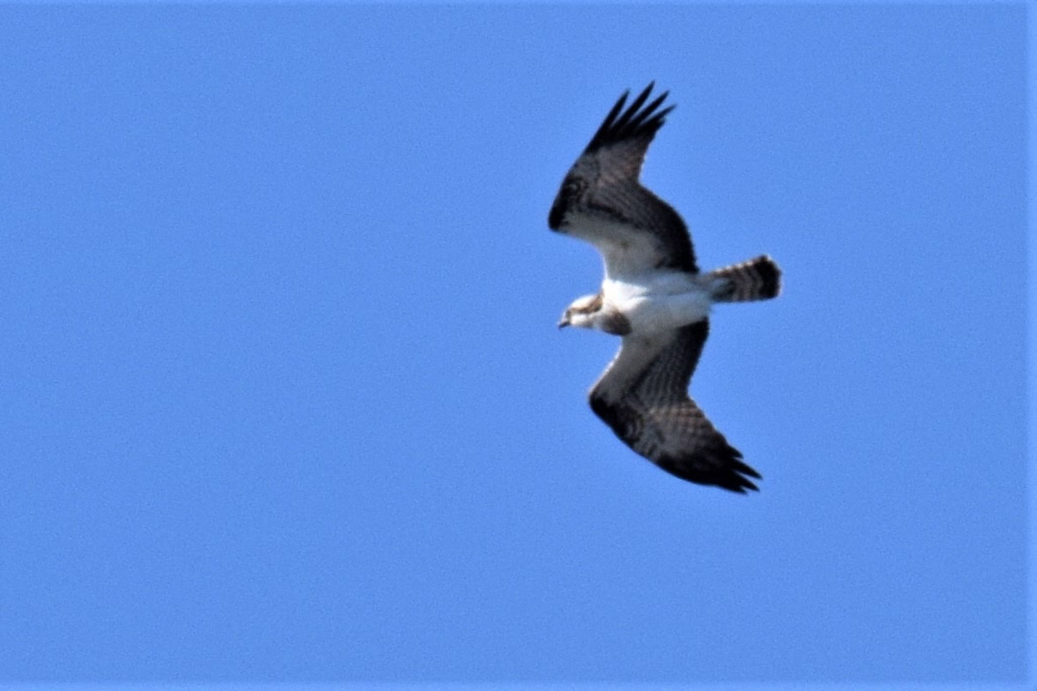 Osprey