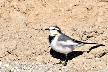 White Wagtail 伊豆諸島北部 Tue, 12/8/2020