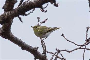 Wood Warbler