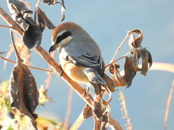 Bull-headed Shrike 浅川 Sun, 12/6/2020