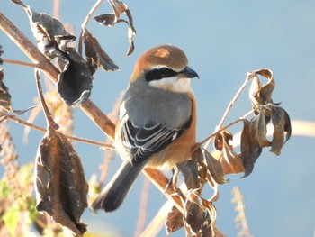 Bull-headed Shrike 浅川 Sun, 12/6/2020