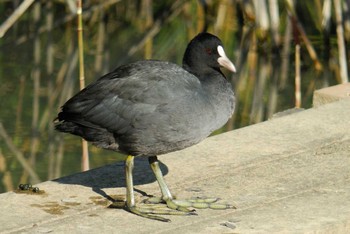 オオバン 馬見丘陵公園 2020年12月5日(土)