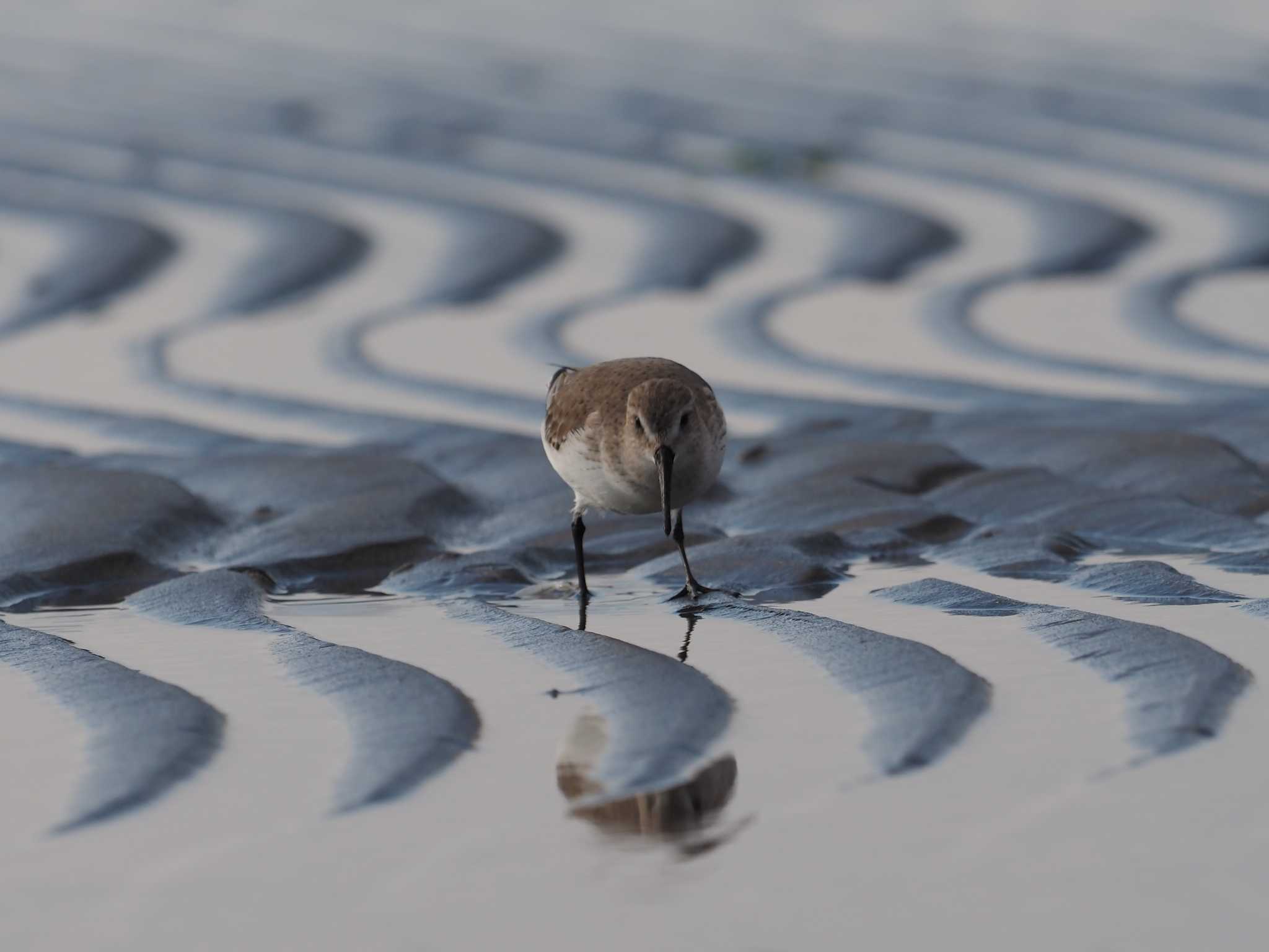 ふなばし三番瀬海浜公園 ハマシギの写真 by シロチ