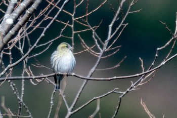 Eurasian Siskin 丹沢 Sun, 12/6/2020