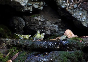 マヒワ 大洞の水場 2020年12月8日(火)