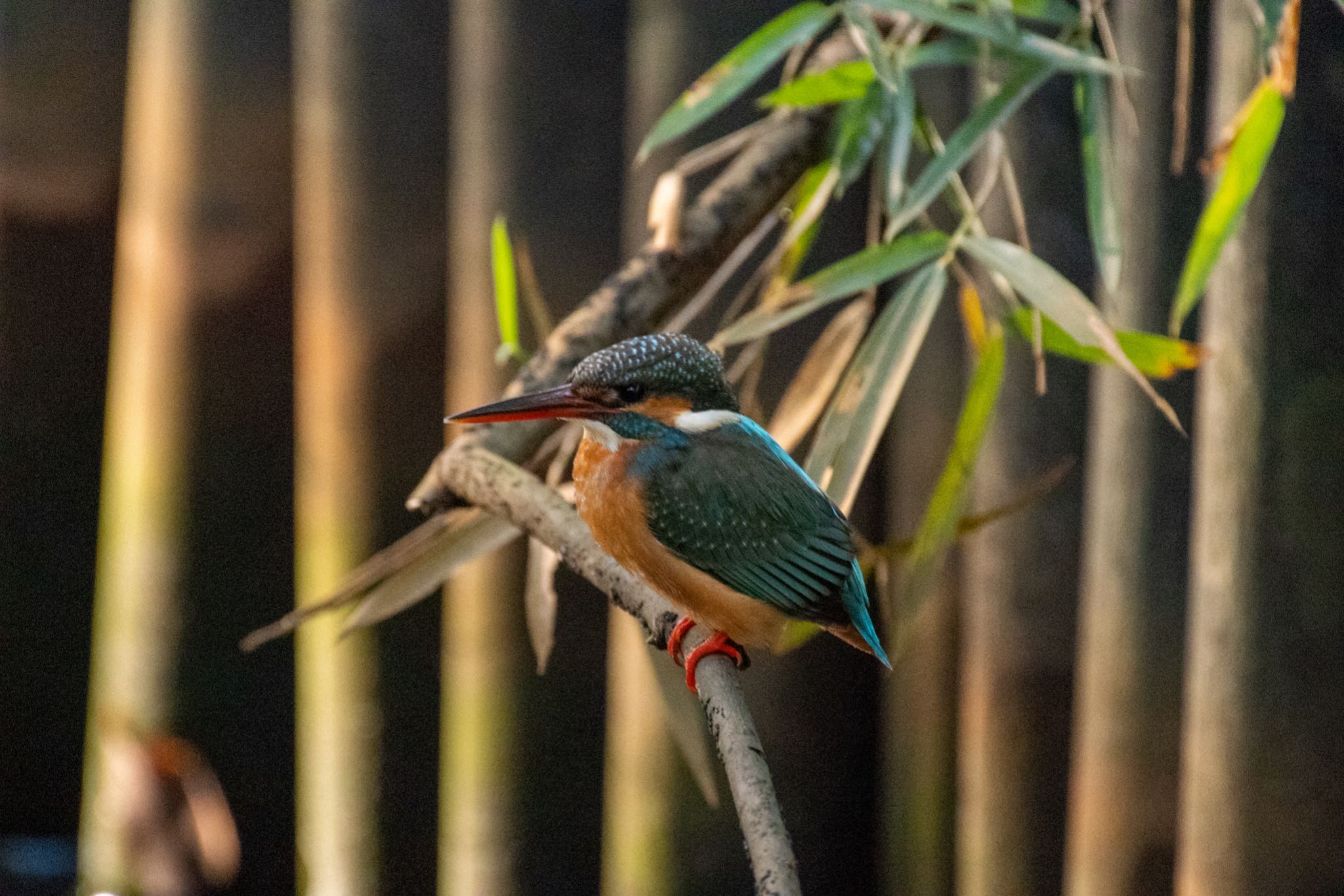 明治神宮御苑 カワセミの写真 by Marco Birds