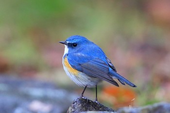 ルリビタキ 場所が不明 2016年1月30日(土)