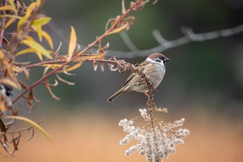 Eurasian Tree Sparrow Shinobazunoike Tue, 12/8/2020
