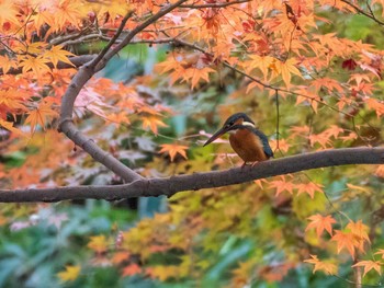 2020年12月6日(日) 六義園の野鳥観察記録