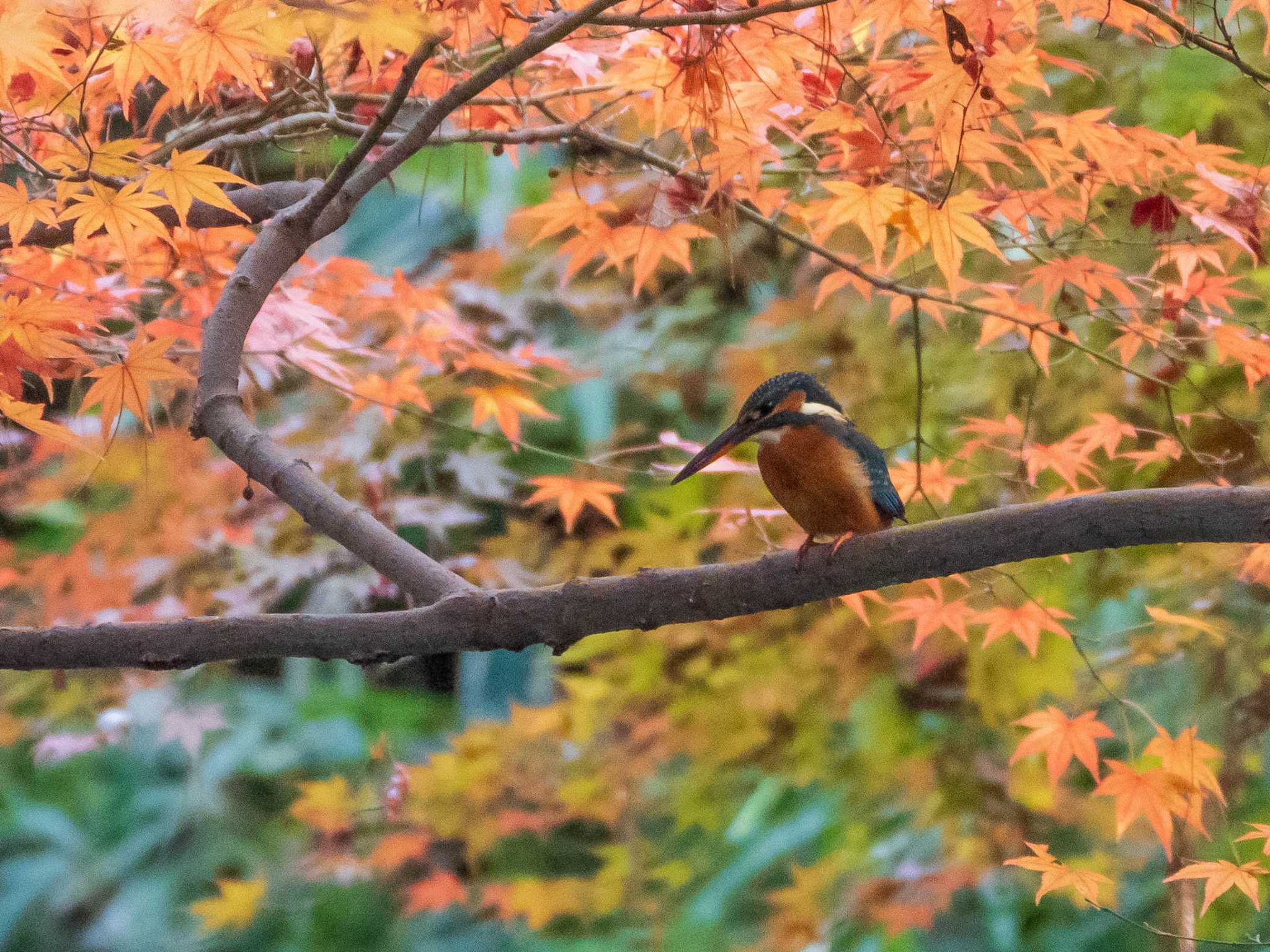 六義園 カワセミの写真 by ryokawameister