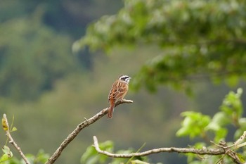 Meadow Bunting いつもの河原 Fri, 10/28/2016