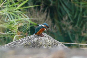 Common Kingfisher いつもの河原 Mon, 10/3/2016