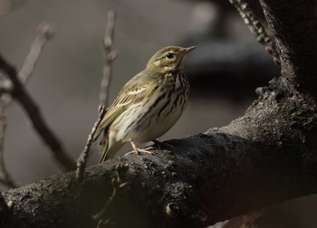 Olive-backed Pipit 和歌山城公園 Tue, 12/8/2020