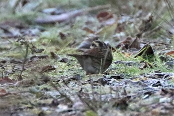 Tristram's Bunting 兵庫県西宮市 Sat, 12/5/2020