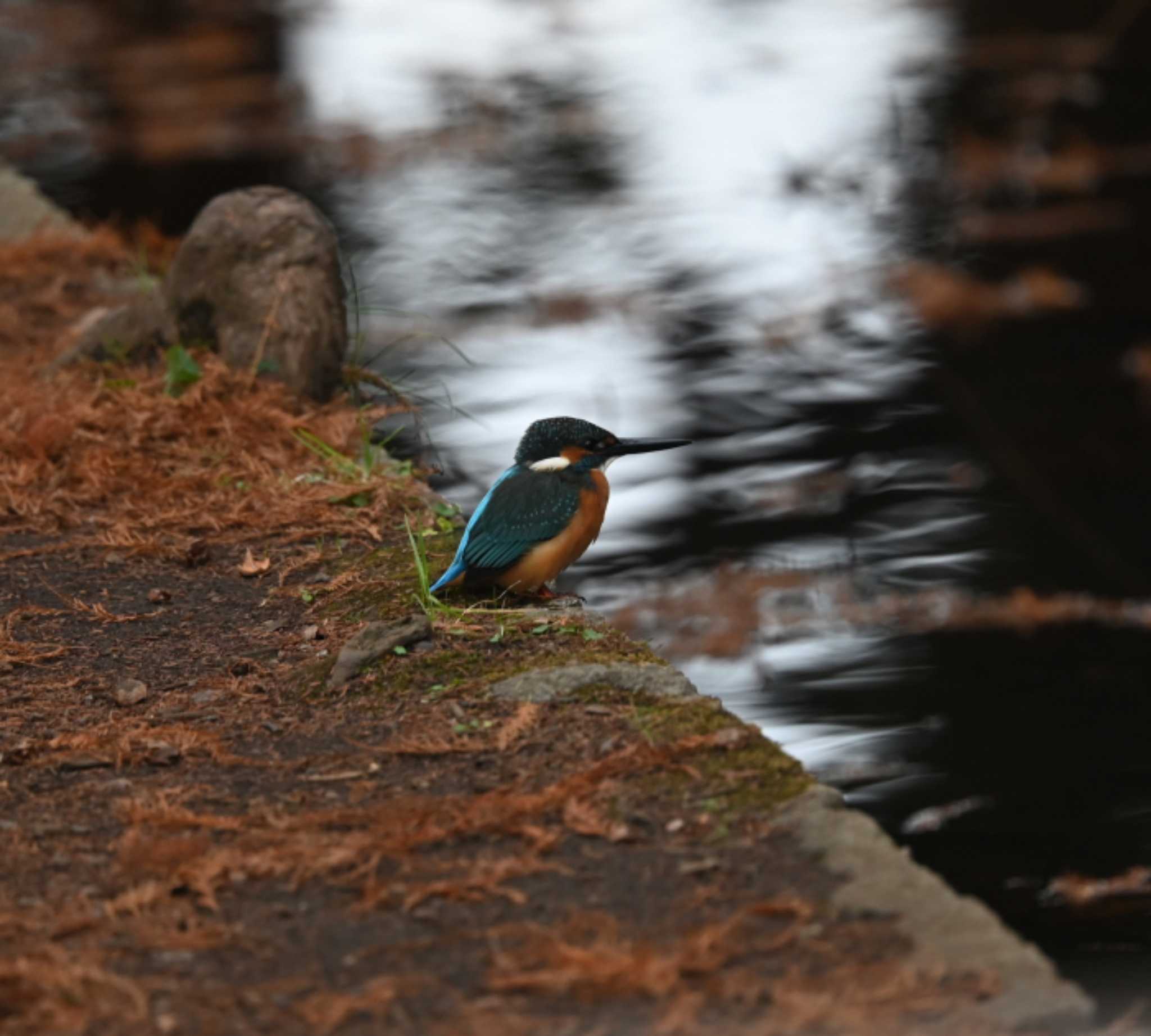 根岸森林公園(横浜市) カワセミの写真 by Biker