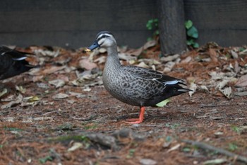 カルガモ 根岸森林公園(横浜市) 2020年12月9日(水)