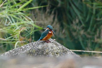 Common Kingfisher いつもの河原 Mon, 10/3/2016