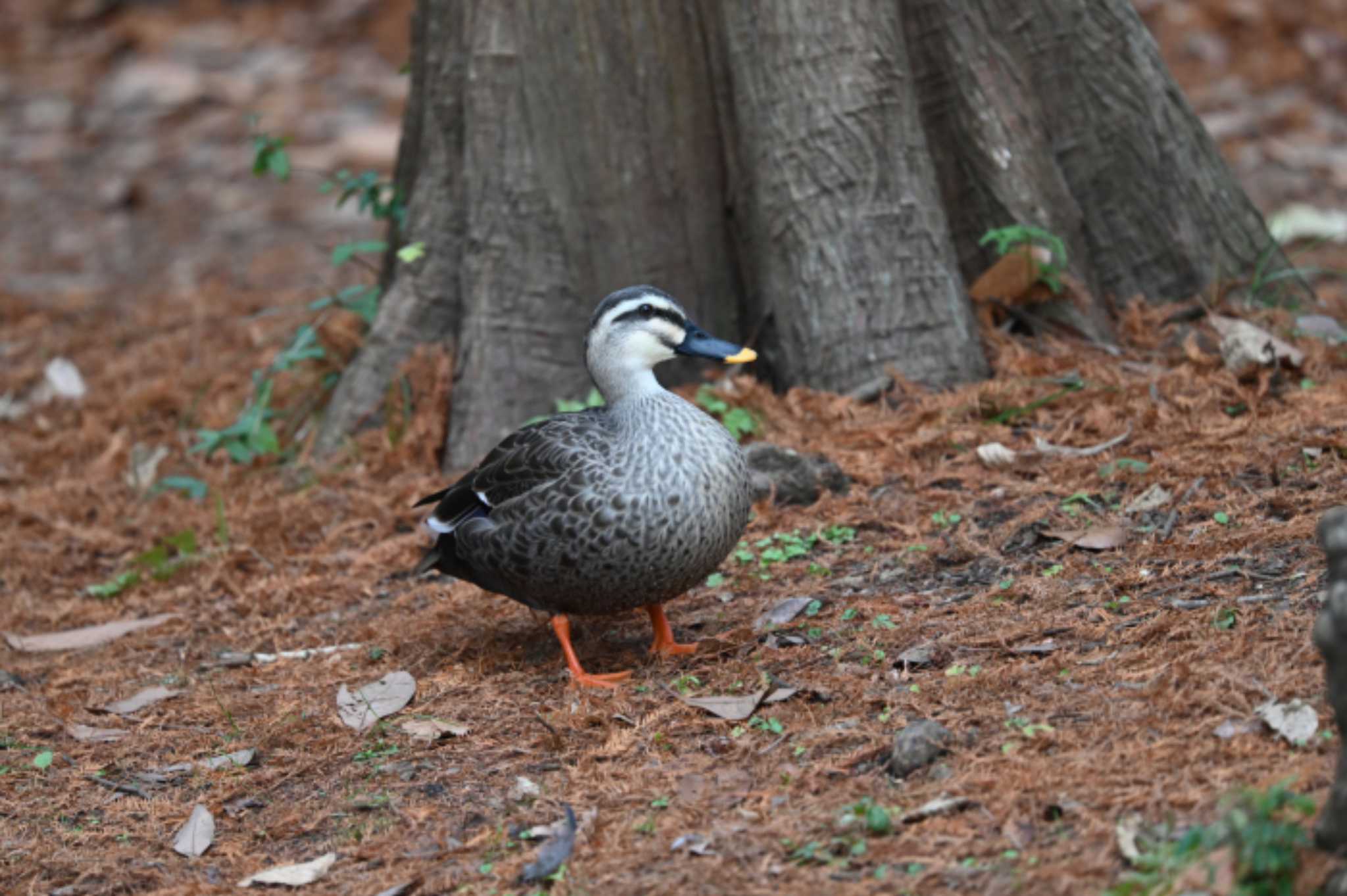 根岸森林公園(横浜市) カルガモの写真 by Biker