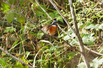 Common Kingfisher いつもの河原 Wed, 10/12/2016