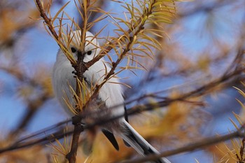 Long-tailed tit(japonicus) Asahiyama Memorial Park Wed, 12/2/2020