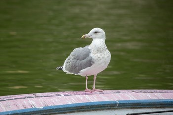 Vega Gull Shinobazunoike Tue, 12/8/2020