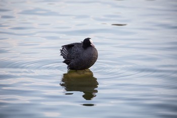 Eurasian Coot Shinobazunoike Tue, 12/8/2020