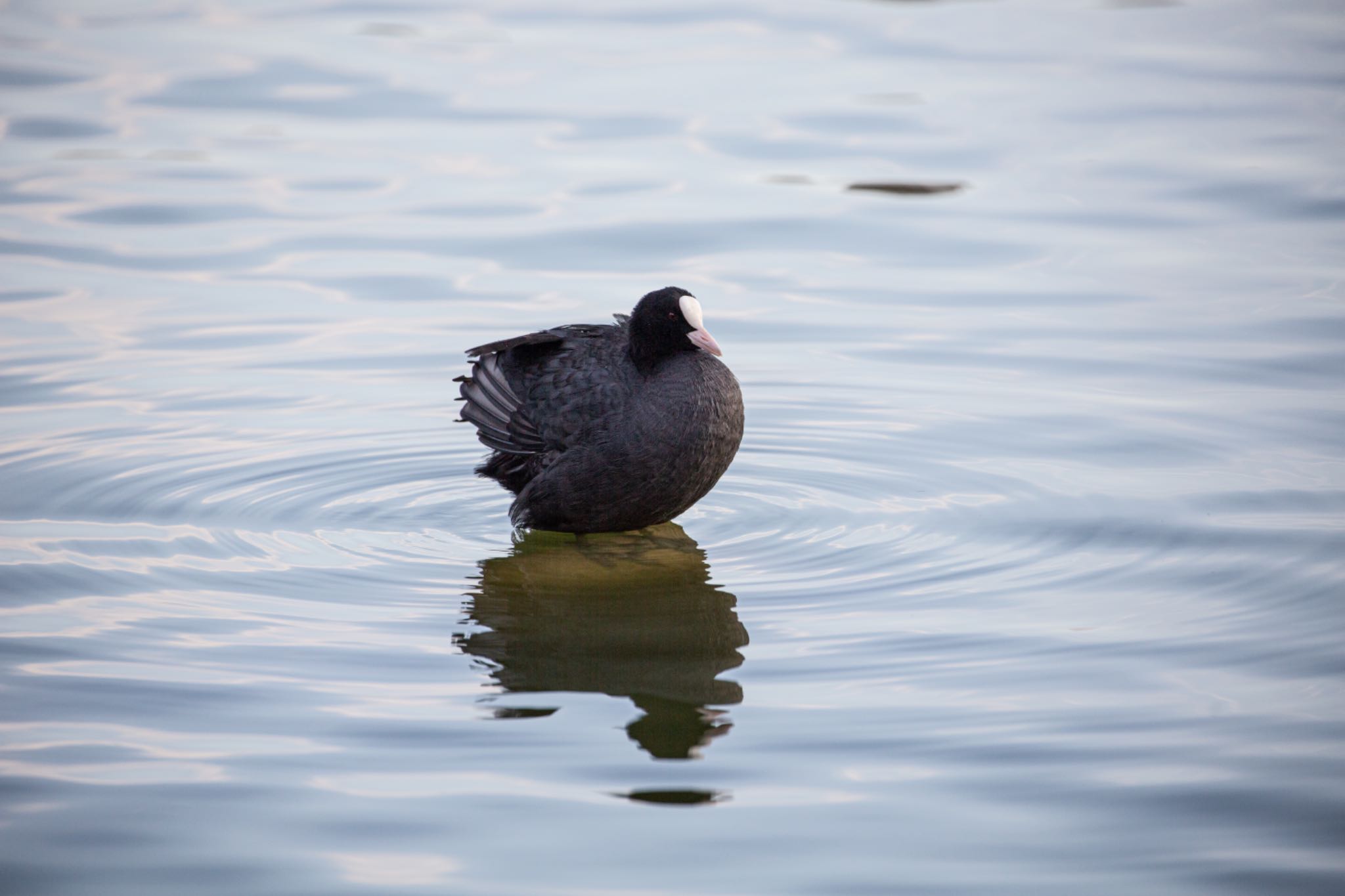 Photo of Eurasian Coot at Shinobazunoike by Leaf