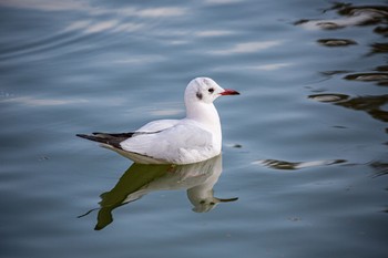 ユリカモメ 不忍池(上野恩賜公園) 2020年12月8日(火)