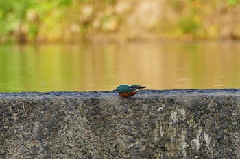 カワセミ 入間川　豊水橋付近 2016年10月21日(金)