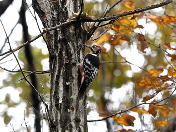 White-backed Woodpecker Unknown Spots Wed, 12/9/2020