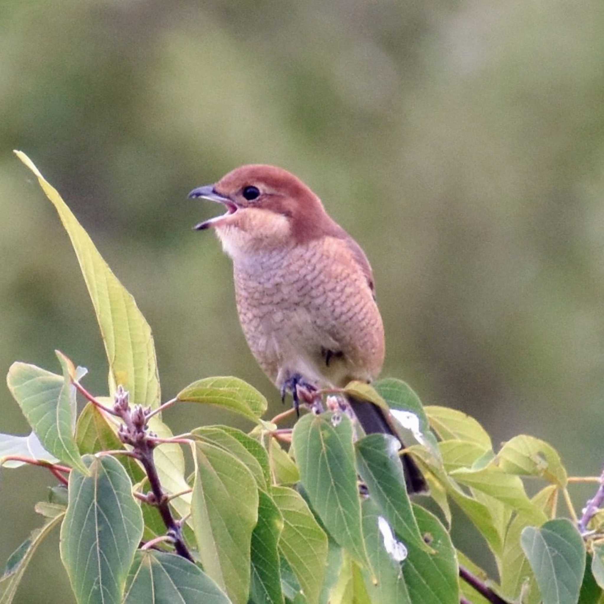 東京港野鳥公園 モズの写真