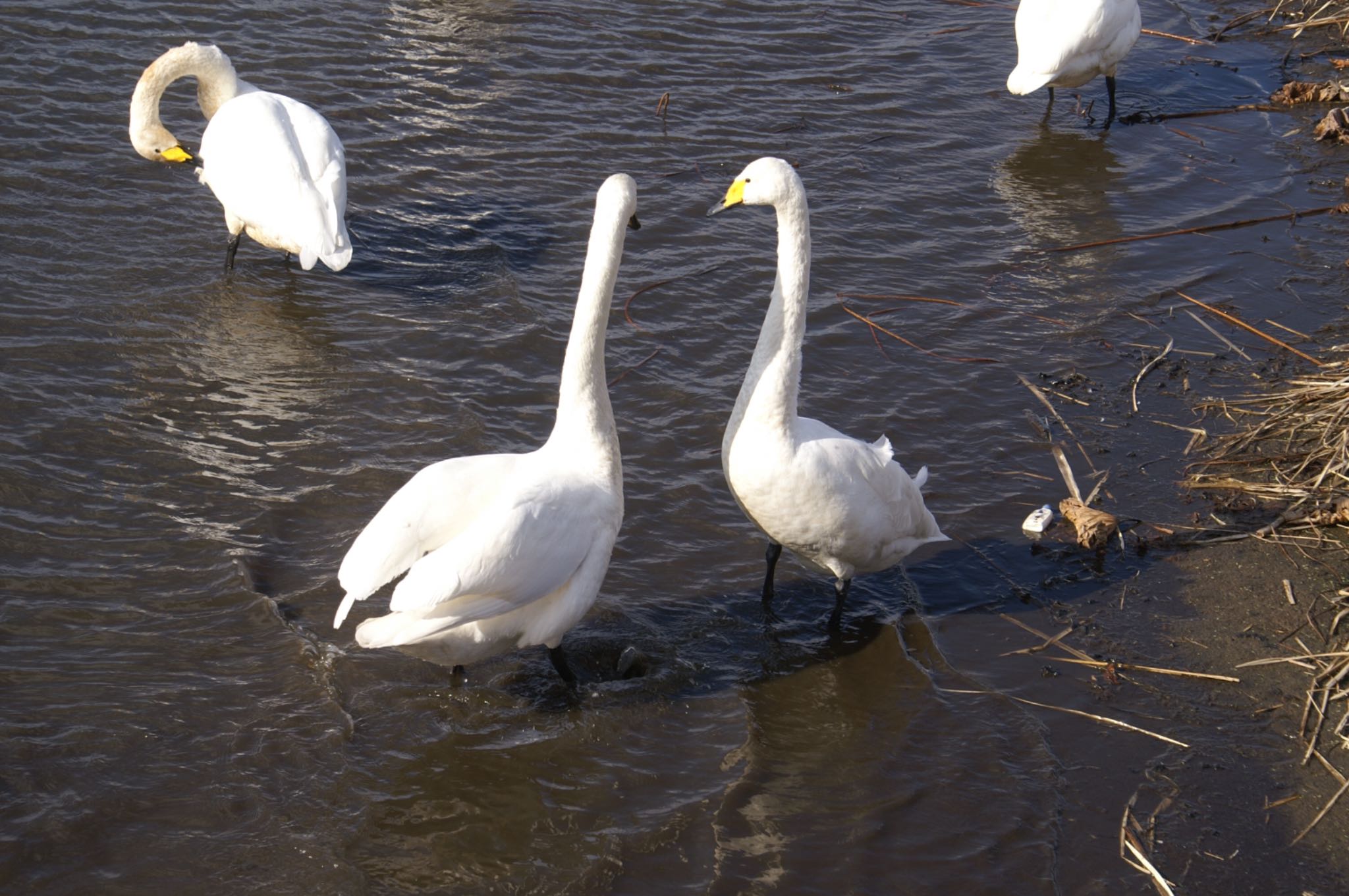 大沼(宮城県仙台市) オオハクチョウの写真