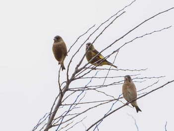 Grey-capped Greenfinch 千住桜木自然地 (東京都足立区) Sun, 11/29/2020