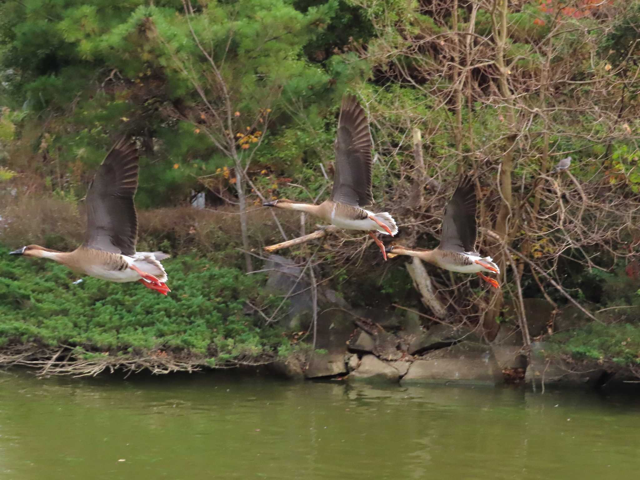 大池親水公園 サカツラガンの写真