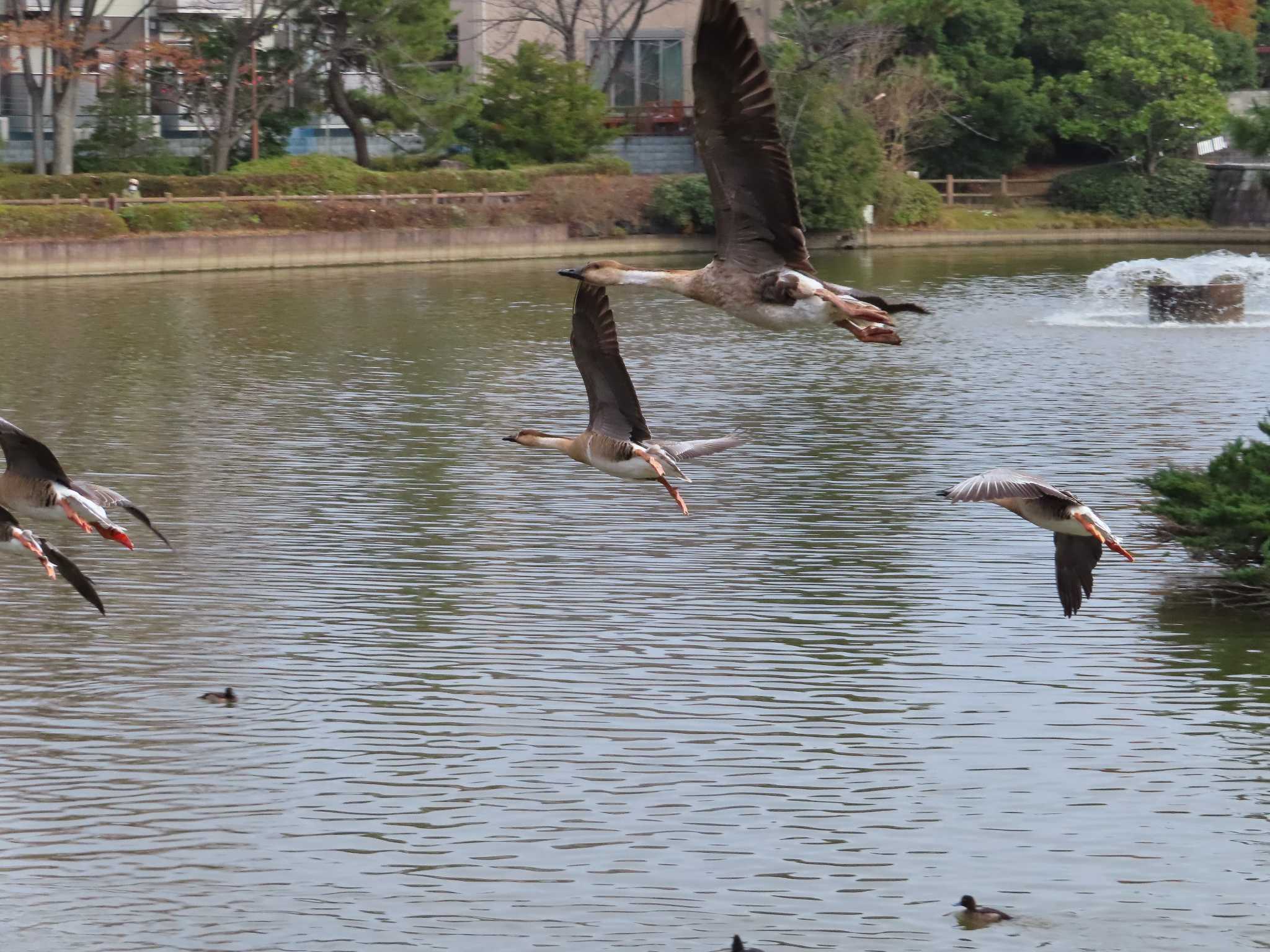 大池親水公園 サカツラガンの写真