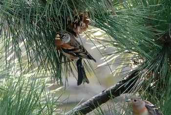 Brambling 和歌山城公園 Wed, 12/9/2020