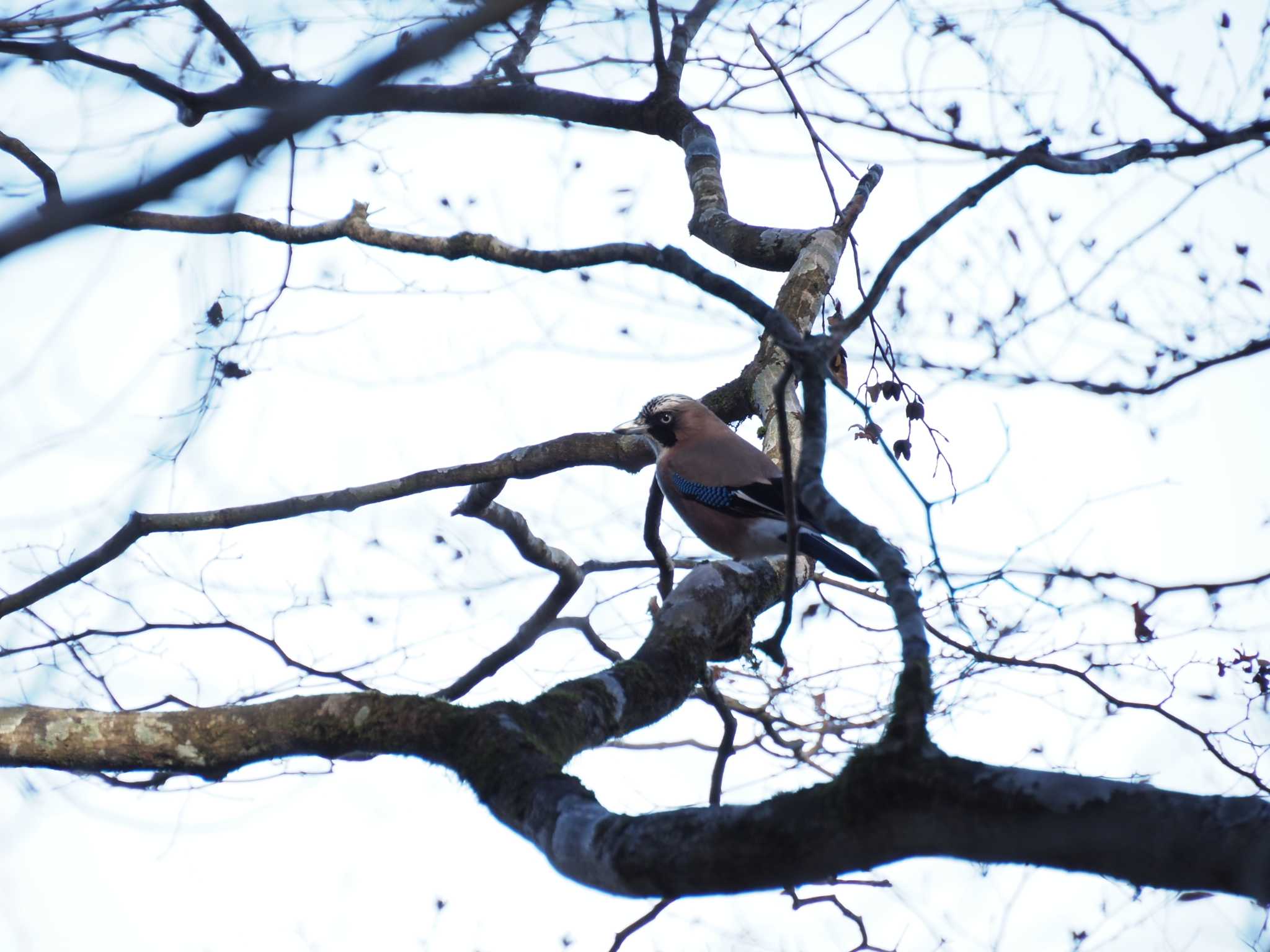 Photo of Eurasian Jay at 金剛山 by ひとっちゃん