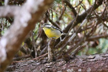 2020年12月4日(金) 千葉県、神奈川県の野鳥観察記録