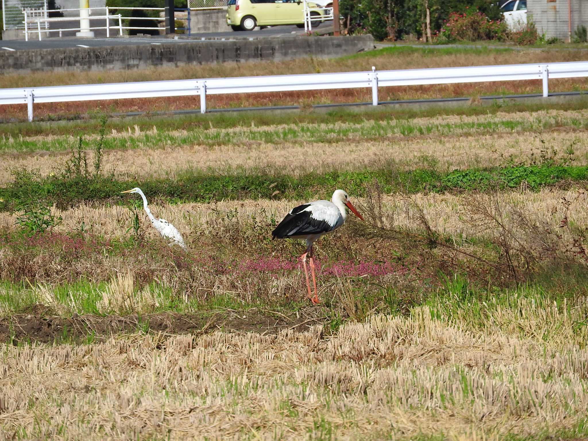 愛知県 シュバシコウの写真